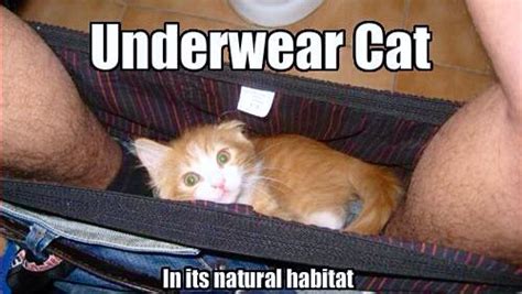 Underwear Cat