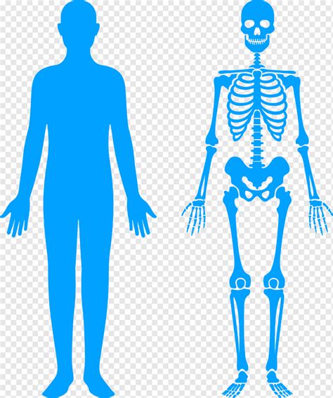 Posición Anatómica Esqueleto Anatomía Anatomía Humana Cuerpo