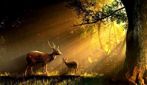 Deer Forest Wallpapers Wallpaper Cave