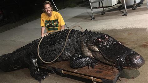 463 pound alligator removed from florida highway after it was struck by semi truck cnn