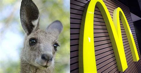 mcdonalds might love their “mcfurry” but they didn t take too kindly to this woman s joey