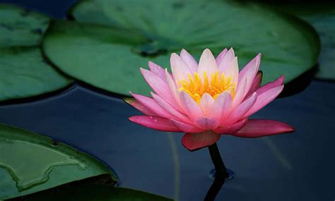 Lotus Flower Images Full Hd Pictures And Wallpapers