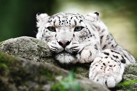 Snow Lepoard Snow Leopard Pretty Cats Wild Cats