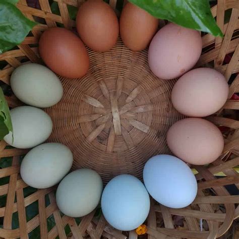 Top 8 Chickens That Lay Colored Eggs With Pictures