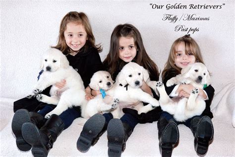 See more of golden retriever puppies on facebook. White, English Cream Golden Retrievers,NJ,CA,TX,FL,CT,MA ...