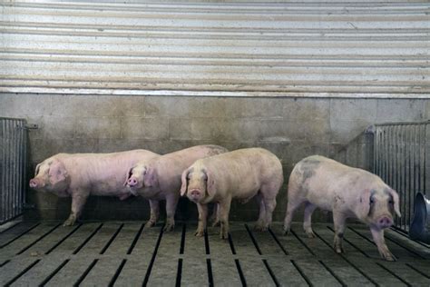 Thousands Of Pigs Rot In Compost As Us Faces Meat Shortage Articles