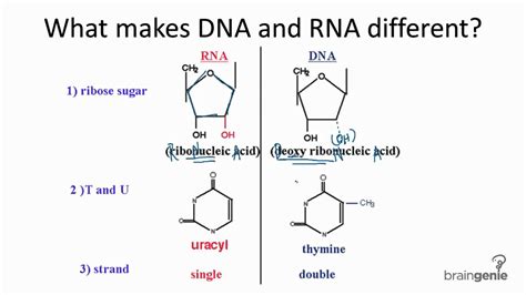 Deoxyribose has one oxygen less at c2 the double helical structure of dna derives its strength from chargaff's rule. 10.3.1 Differences between DNA and RNA - YouTube