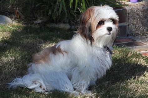 Adult Maltese Shih Tzu Puppy Images Dog Breeders Guide