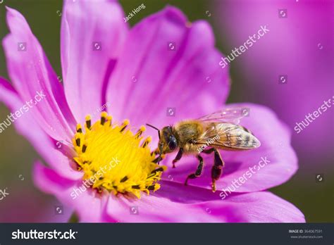 Spring Single Daisy Flower And Bee Stock Photo 364067591 Shutterstock