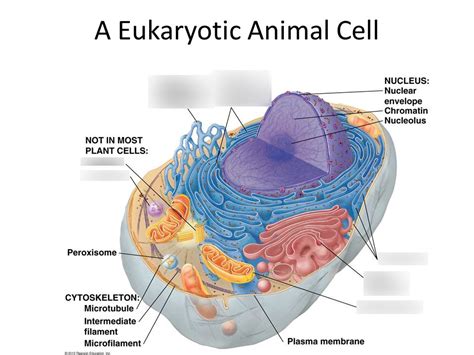 The Different Eukaryotic Cell Organellestheir Structure