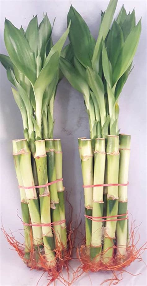8 Straight Lucky Bamboo Bundle Of 20 Stalks Etsy