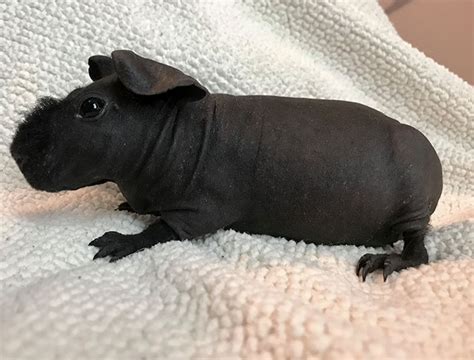Hairless Guinea Pigs Look Like Mini Hippos Tyla