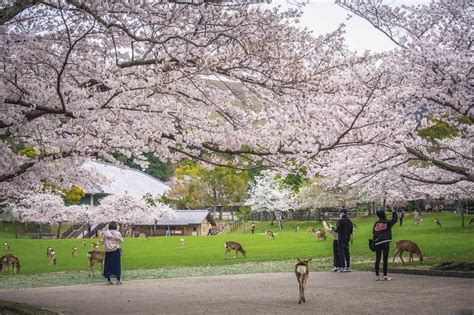 Sakura In Nara The Best Cherry Blossoms Spots And Deer Sightings