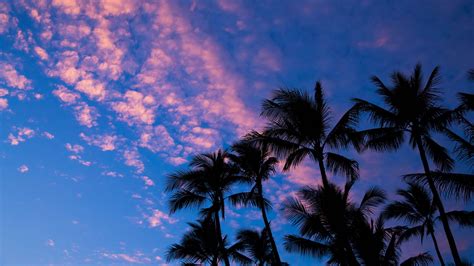 Download Wallpaper 1920x1080 Palms Clouds Outlines Sunset Tropics