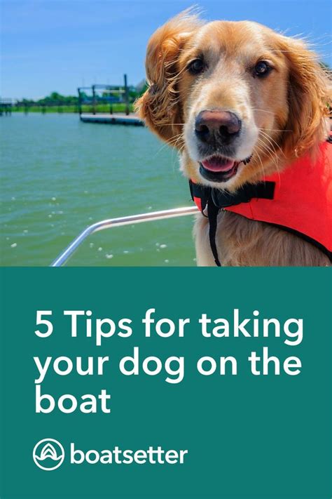 5 Tips For Bringing Your Dog Onboard A Boat Rental Boatsetter