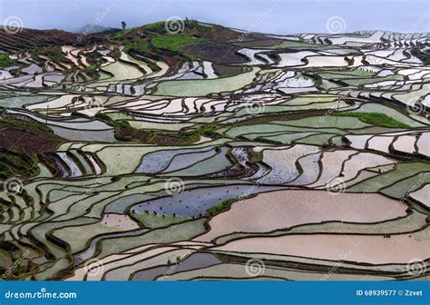 Terraced Rice Fields In Water Season In Yunnan Province China Stock