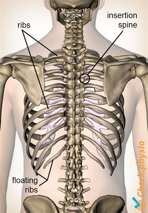 Rib Cage Anatomy Back View Muscles Of The Spine And Rib Cage My Xxx