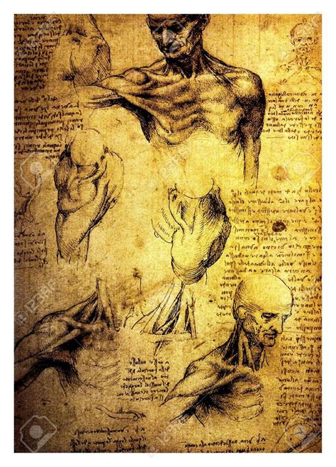 Leonardo Da Vinci Dibujos Anatomia Kulturaupice