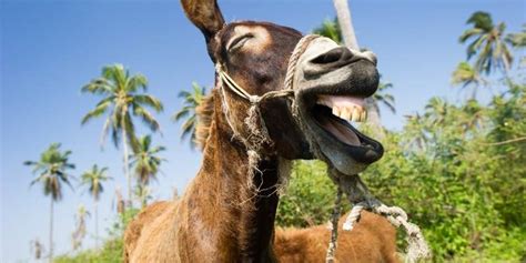 Can Donkeys Laugh 3 Common Reasons To Know Equine Desire