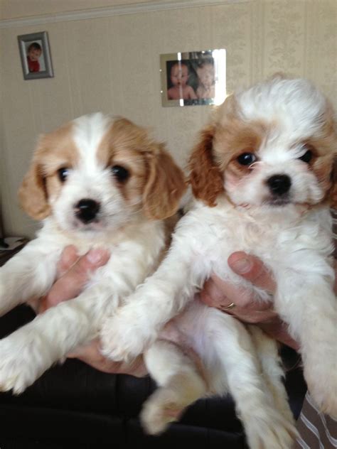 The cavachon is a designer dog breed that is a cross between a cavalier king charles spaniel and a bichon frise. Cavachon Puppies For Sale | Indianapolis International ...
