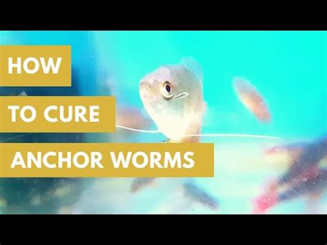 Here's a video of someone manually removing worms from their. Best Way to Treat Anchor Worms on your Fish... - YouTube