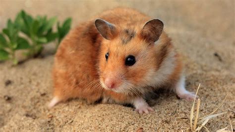 Will Pet Hamsters Released Into The Wild Survive Bechewy