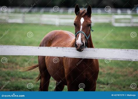 Horse Farm Stock Image Image Of Front Pasture Locations 42787279