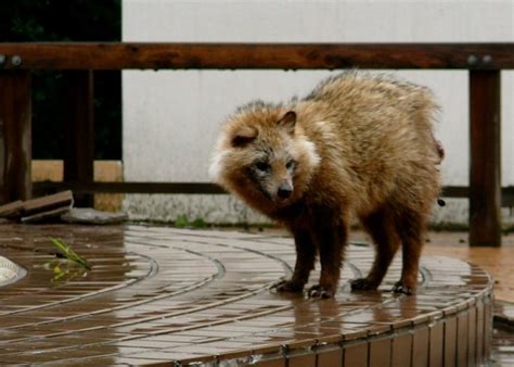 Japanese Raccoon Dog Tanuki Kyuhoshi