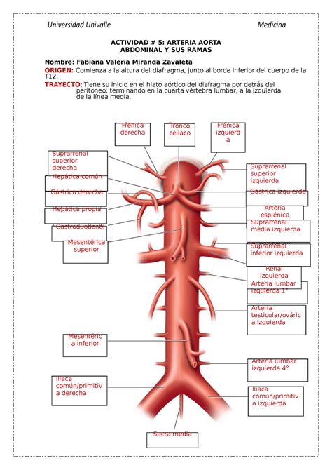 Arteria Aorta Abdominal Y Sus Ramas Universidad Univalle Medicina Actividad Arteria Aorta