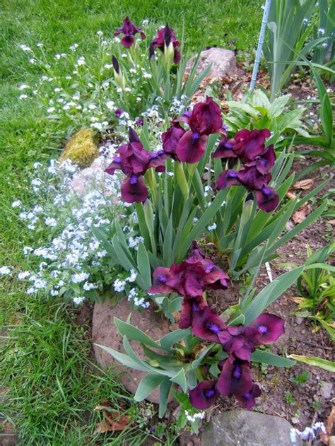 25 Best And Beautiful Iris Garden Ideas For Your Yard Inspiration