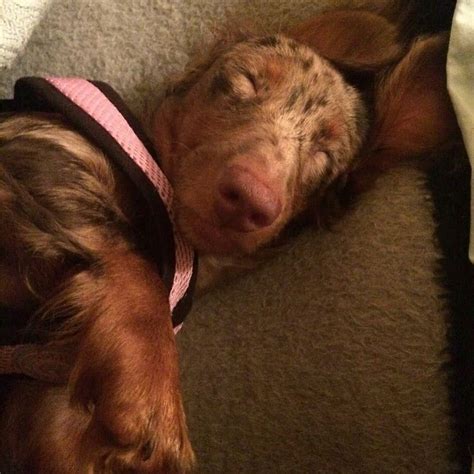 Doxie Rescue Of Bucks Cty And Nj Doxierescuebc • Instagram Photos And