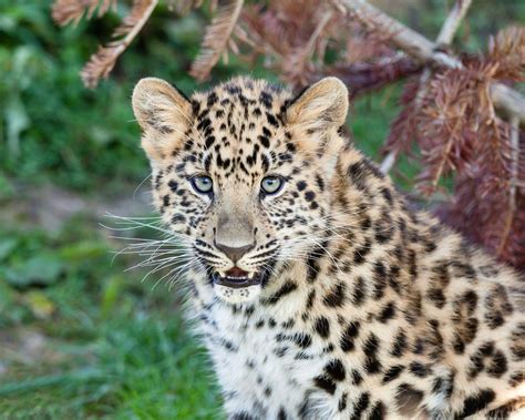 Jeong The Amur Leopard Panthera Pardus Orientalis Panthera Pardus