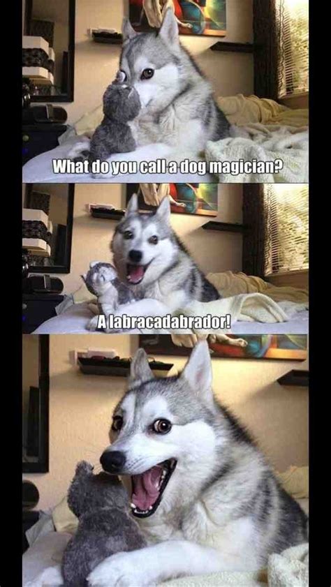 So much so that i frequently can't even make it to the punch line without becoming giddy with. Funny Husky Has Jokes - Meme Guy