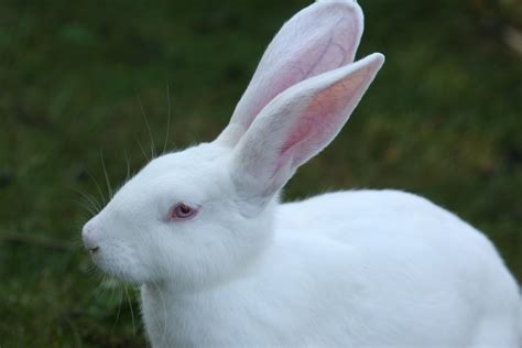 Rabbits White Ears Big Free Photo On Pixabay Pixabay