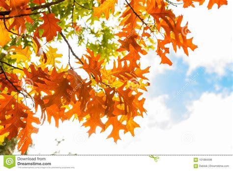 Autumn Leaves Against Blue Sky Foto De Stock Imagem De Projeto