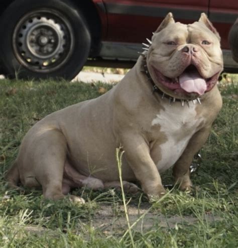 Check spelling or type a new query. American Bully Puppies For Sale | Sacramento, CA #271332