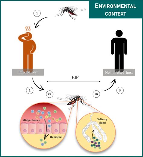 Frontiers The Role Of Temperature In Shaping Mosquito Borne Viruses