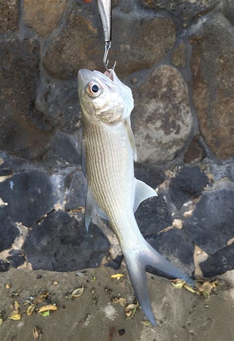 Moi Archives Hawaii Nearshore Fishing