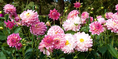 60 Best Types Of Flowers Pretty Pictures Of Garden Flowers