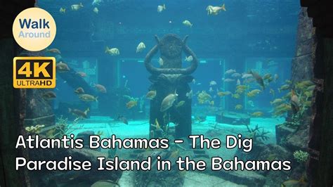 4k60 Walking The Dig At Atlantis Bahamas Youtube