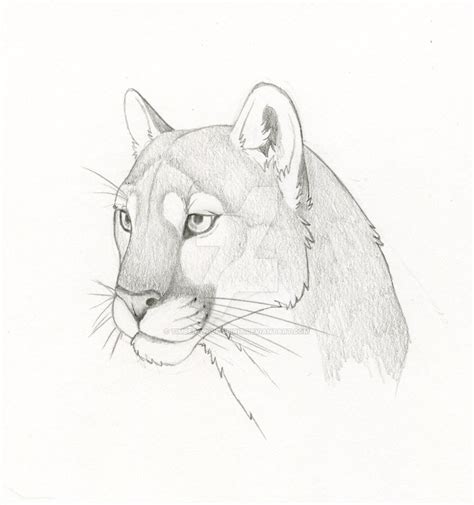 Image Result For Drawings Of Mountain Lions Lion Drawing Animal