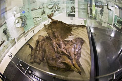Mummified Remains Of A Duckbill Dinosaur Edmontosaurus Annectens