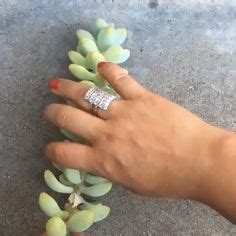 They have clusters of thick, pointed green leaves with bumpy white lines in stripes around each leaf. #plantcare #propagating #cactus #succulents # ...