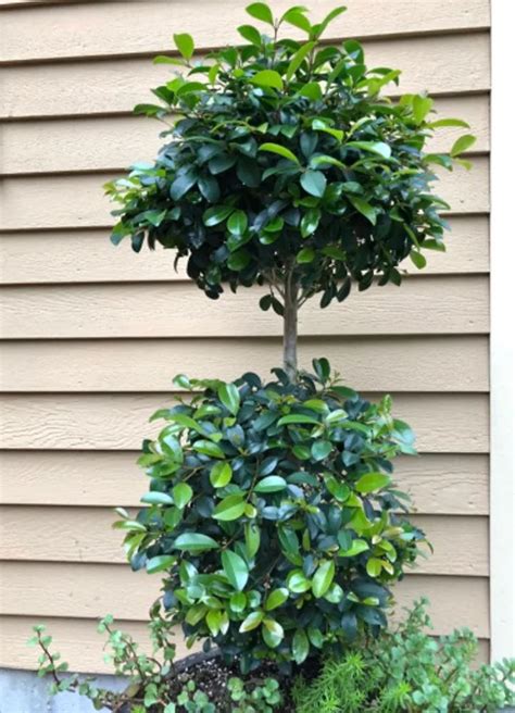 Tropical Eugenia Topiary Plant Care And Growing Basics Water Light