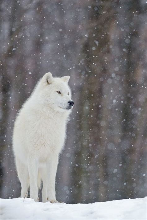 A White Wolf Standing On Top Of Snow Covered Ground