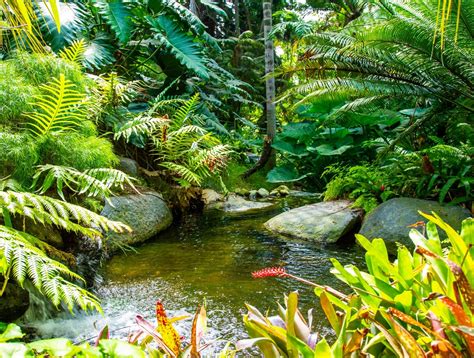 Sdbgs Spectacular Tropical And Temperate Rainforest Garden San Diego