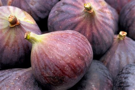 Fig Tree Care How To Grow Figs Bbc Gardeners World Magazine