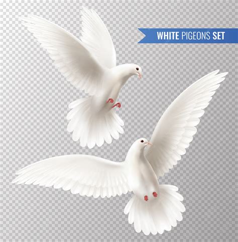 Top 139 White Dove Flying Animation