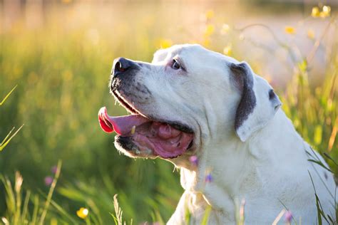 This breed has survived in the southern states of america for most of the time, due to its ability to catch and hunt down pigs. American Bulldog Breed » Info, Pictures, & More