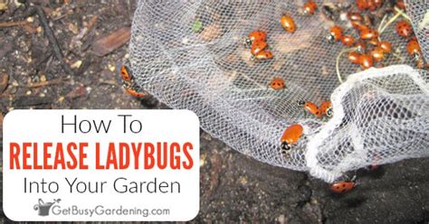 They have some favorite pollens, so plant the following flowers and herbs in your garden to attract. How To Release Ladybugs Into Your Garden - Get Busy Gardening